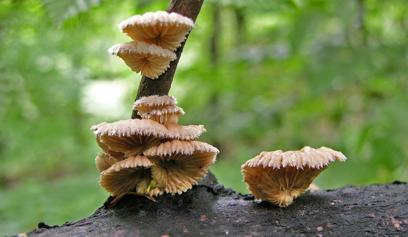 Risposte griglia 2 (marted� 29 maggio)